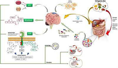 A Root in Synapsis and the Other One in the Gut Microbiome-Brain Axis: Are the Two Poles of Ketogenic Diet Enough to Challenge Glioblastoma?